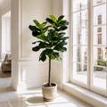 Faux Fiddle Leaf Fig Tree 6 Ft